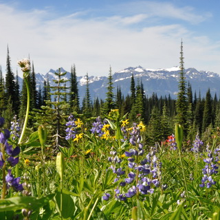 Revelstoke NP - Meadows-in-the-Sky